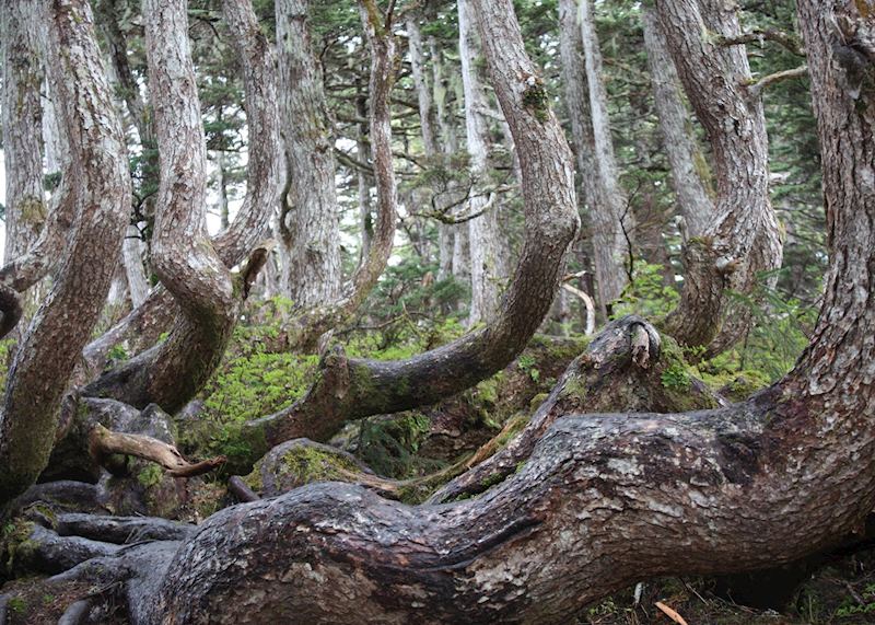Alpine Forest, Juneau