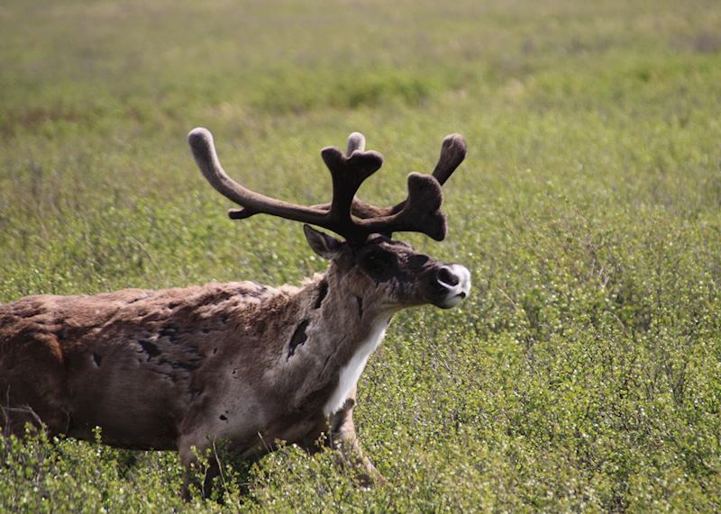 Caribou