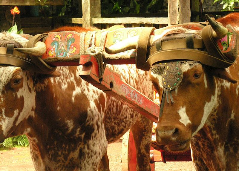 Traditional Ox-cart in Costa Rica
