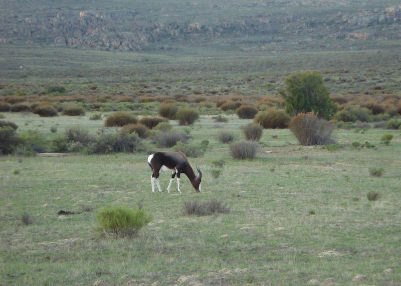 Gemsbok at Bushmans Kloof