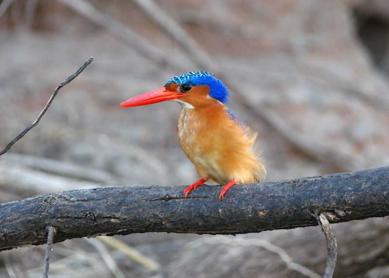 Malachite Kingfisher in the Selous Game Reserve