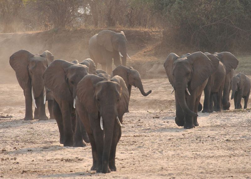 Elephant coming down to the Luangwa River
