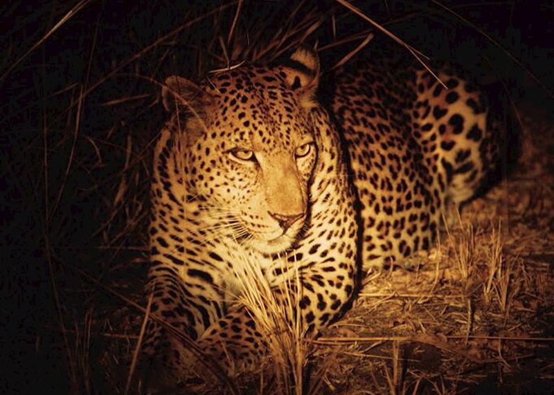 Leopard, South Luangwa National Park