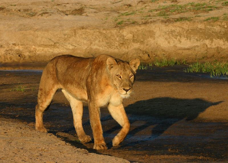 Lioness in the South Luangwa