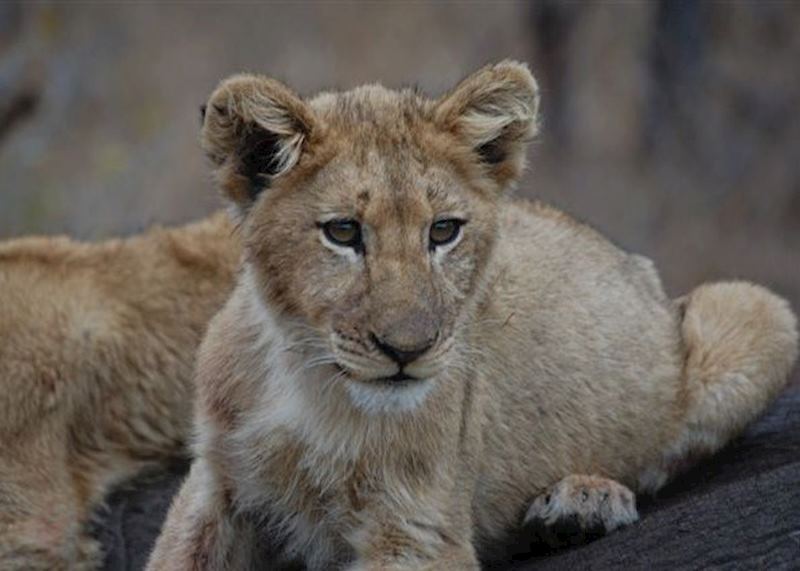 Lion cub, The Sabi Sand Wildtuin