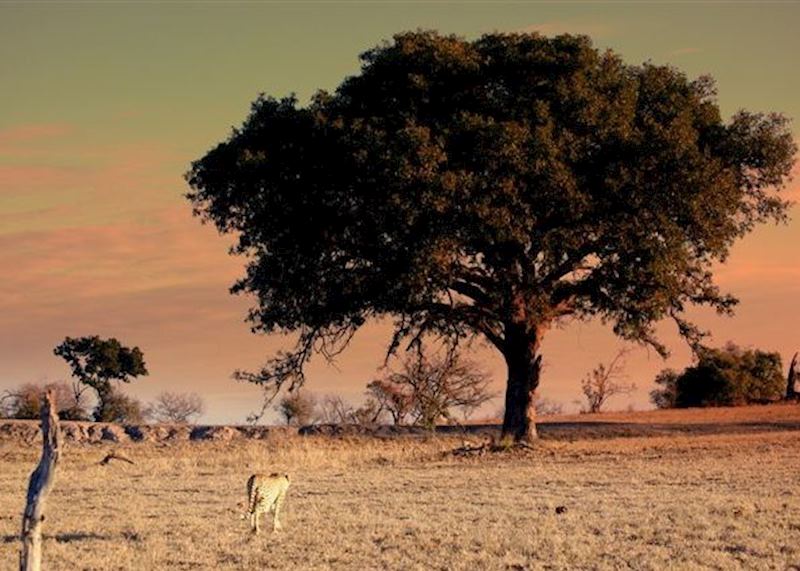 The Sabi Sand Wildtuin, South Africa