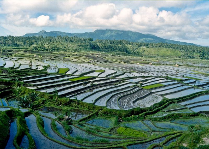 Paddy fields outside Ubud, Indonesia