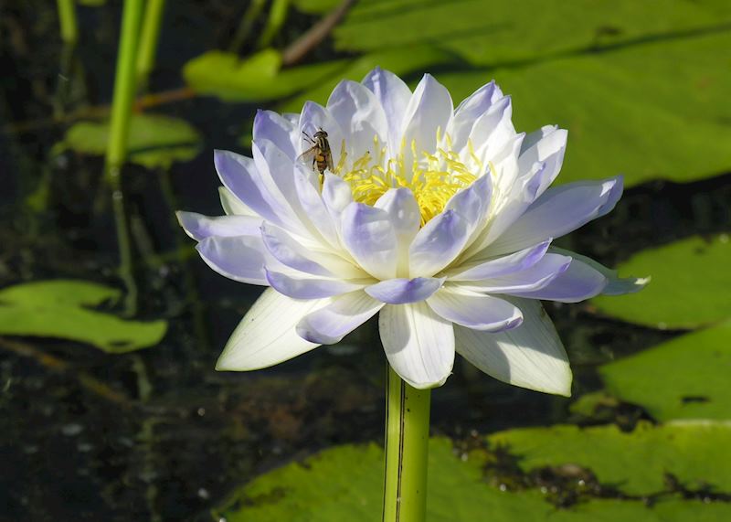 Lily pads, Bamurru Plains