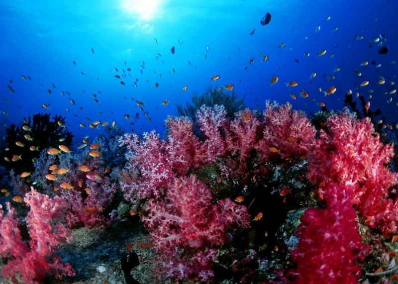 Diving in Southern Thailand is a wonderful experience