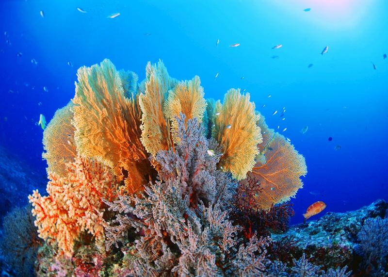 Diving in Southern Thailand is a wonderful experience