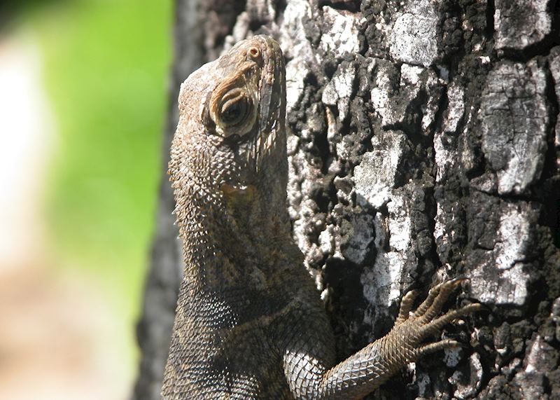 Anjajavy Private Nature Reserve, Madagascar