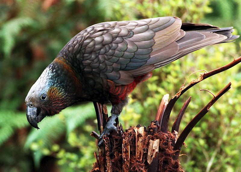 Stewart Island kaka, Stewart Island