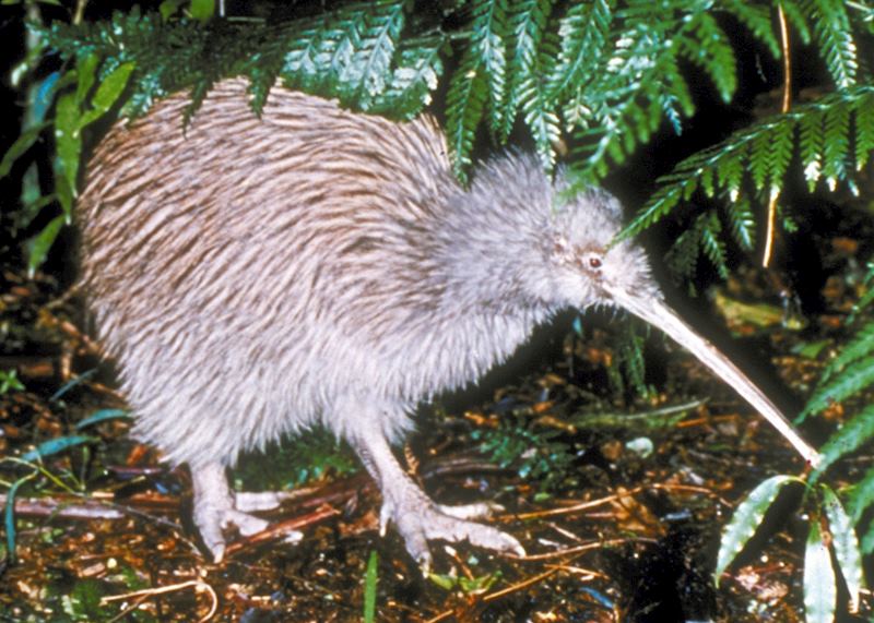 Stewart Island Kiwi, Stewart Island