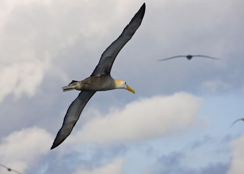 A Wandering Albatross in flight