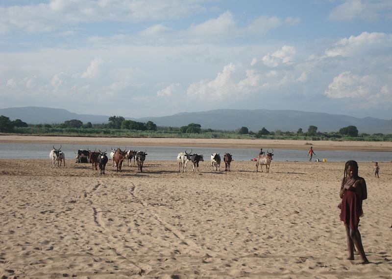 Zebu on the banks of the Mandrare River, Madagascar