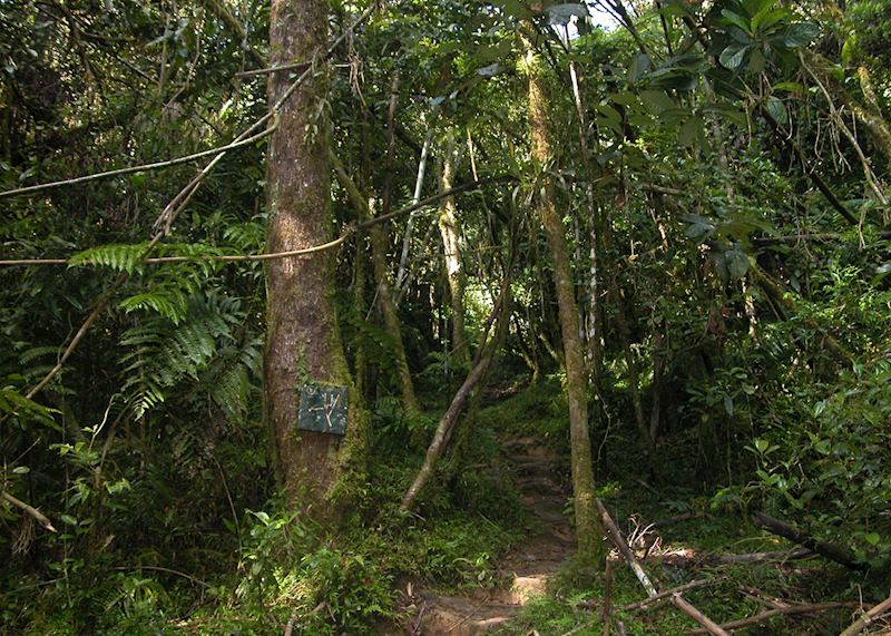 Walking in Ranomafana National Park, Madagascar