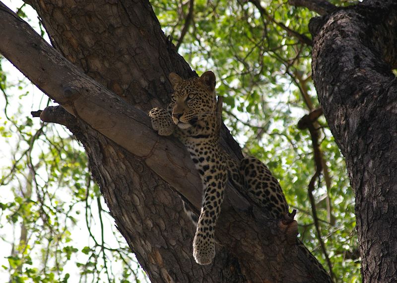 Leopard, Moremi Wildlife Reserve