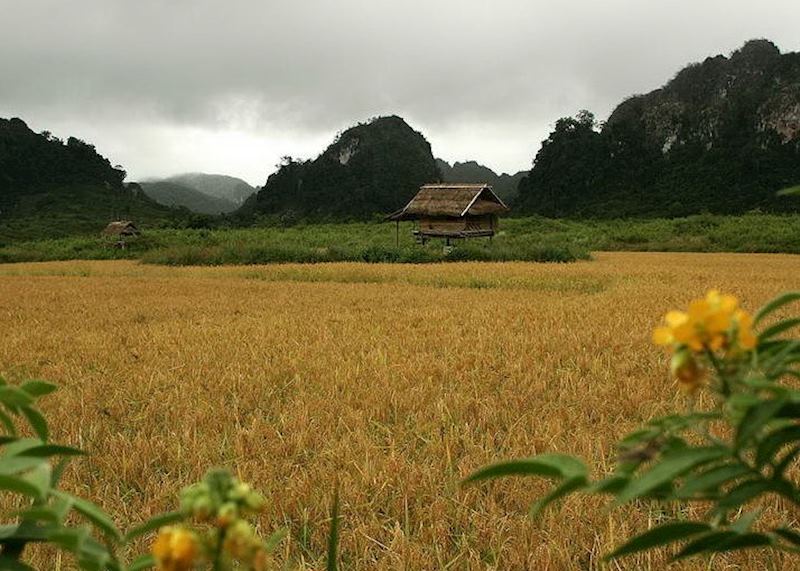Vieng Xai paddy field
