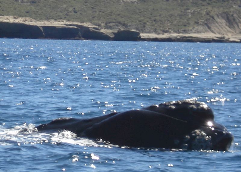 Southern Right Whale, Peninsula Valdes, Argentina
