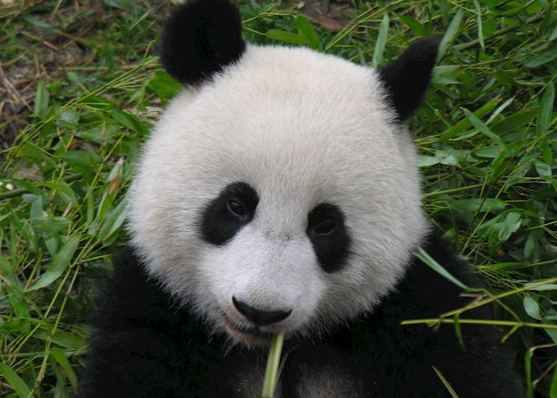 Giant Panda, Chengdu
