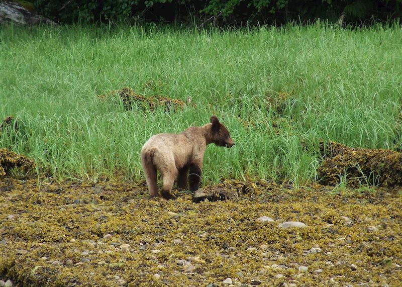 Bears in the Khutzeymateen