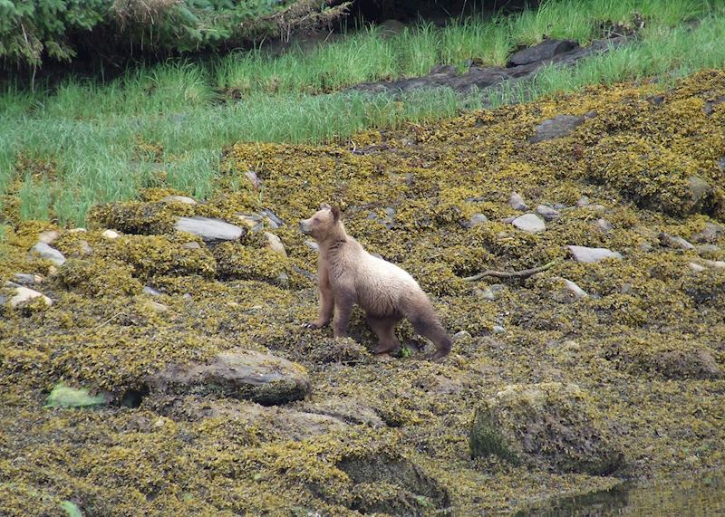 Grizzly Bear in the Khutzeymateen