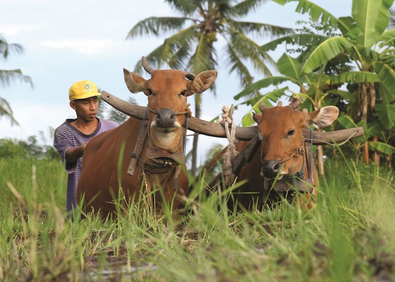Local farmer in western Bali, Indonesia