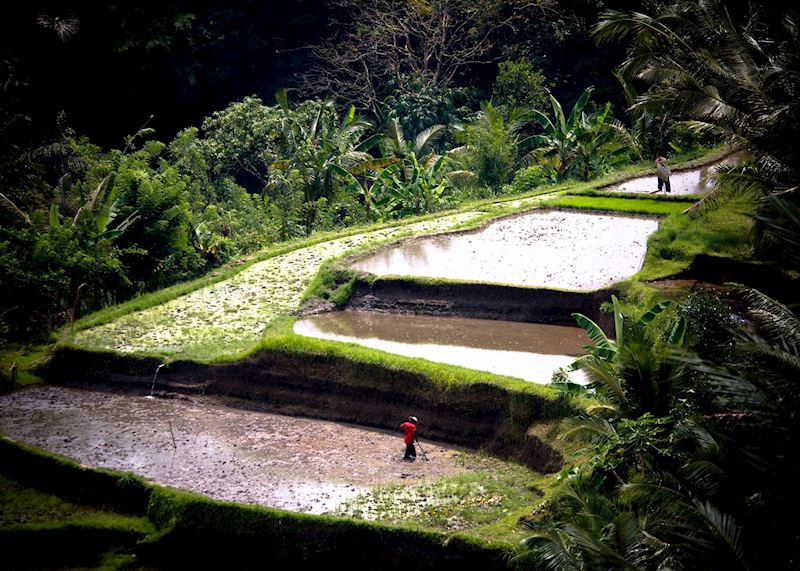 Rice terraces outside Ubud, Indonesia