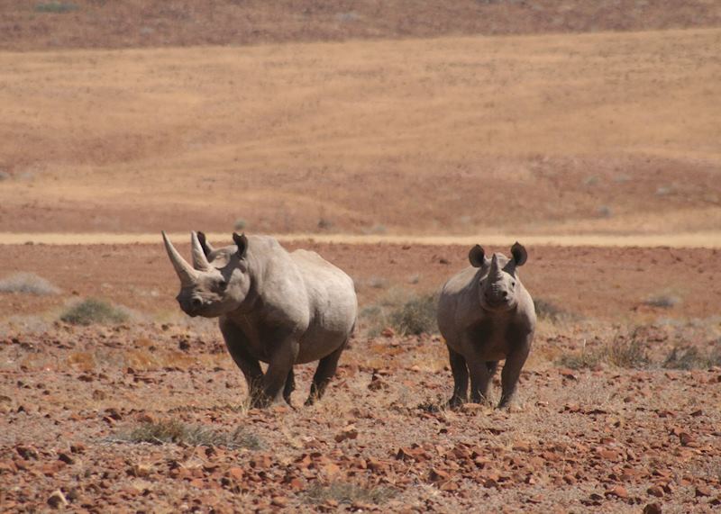 Black rhino seen from Desert Rhino Camp