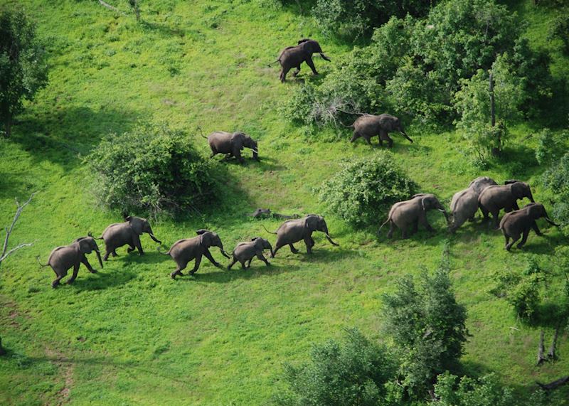 Elephant in the Luangwa Valley