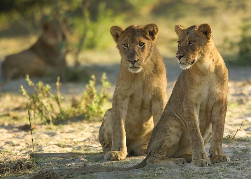 Lion in the Luangwa National Park