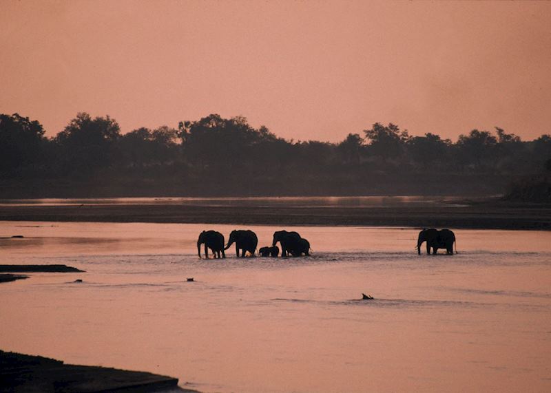 Elephant crossing the Luangwa River