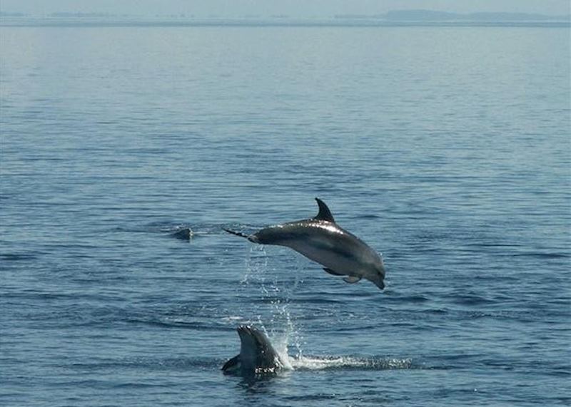 Playful dolphins, Auckland