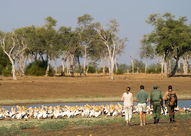 Walking safari in the South Luangwa National Park