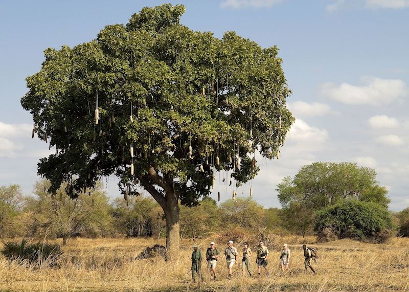 Walking safari in the South Luangwa National Park