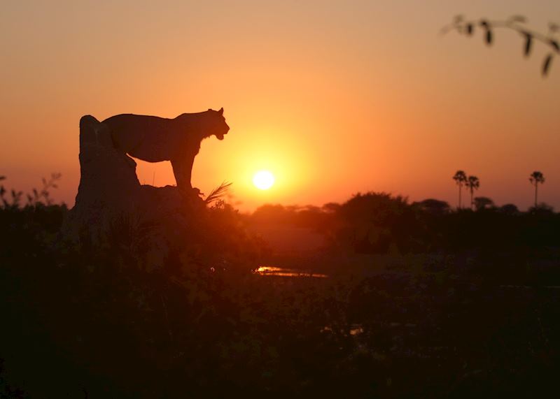 Lion at sunset in the Duba Concession