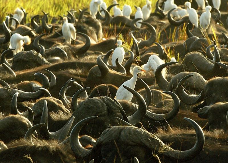 Buffalo with cattle egret