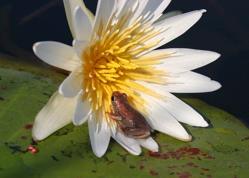 Painted reed frog on a waterlily