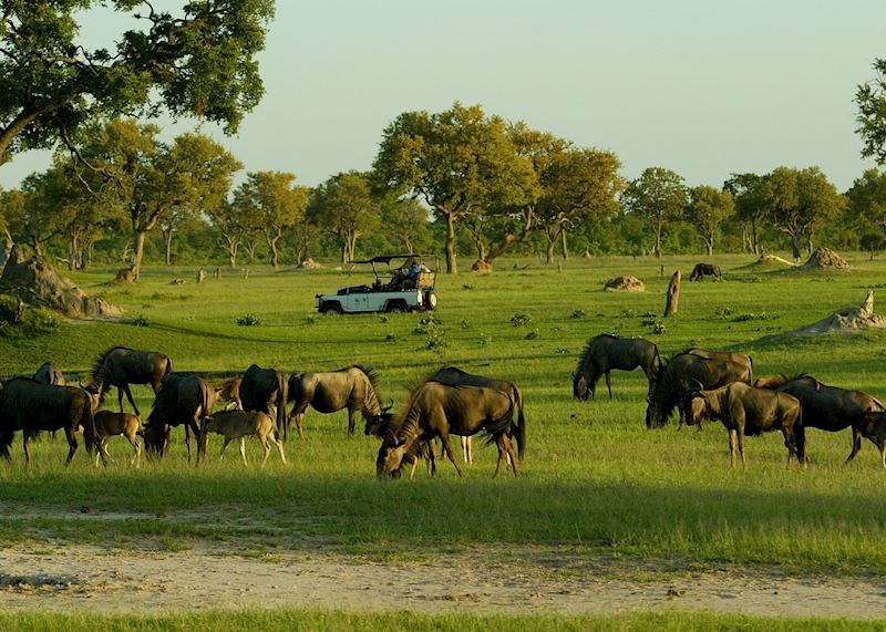 Game drive in Hwange National Park