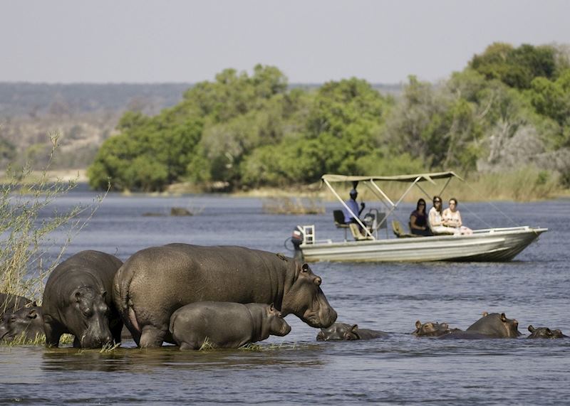 Viewing hippo on a boat trip on the Zambezi River