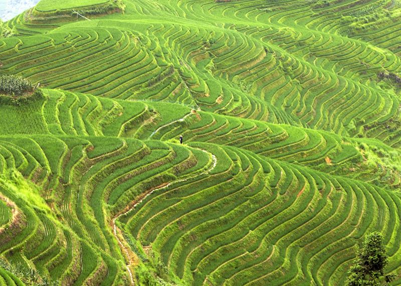 Longji rice terraces, China