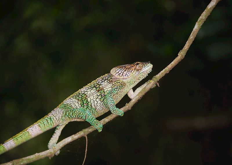 Chameleon, Amber Mountain National Park (Montagne D'Ambre), Madagascar