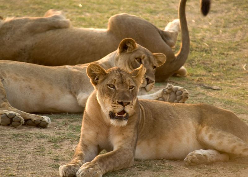 Lion, South Luangwa National Park