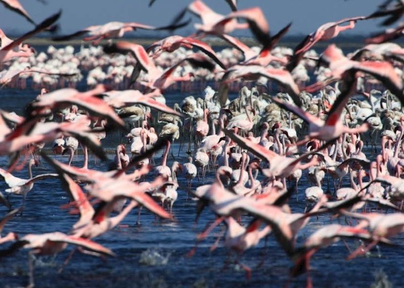 Flamingos near Swakopmund