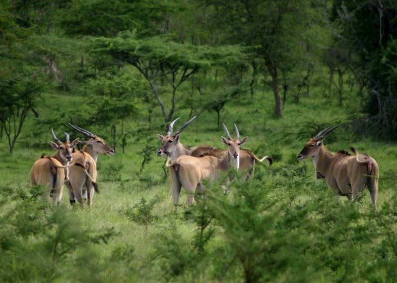 Eland herd, Lake Mburo National Park