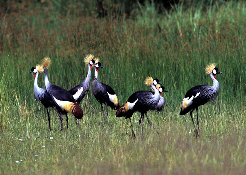 Crowned crane, Murchison Falls National Park