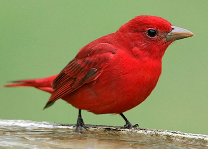 Summer Tanager, Cayo District