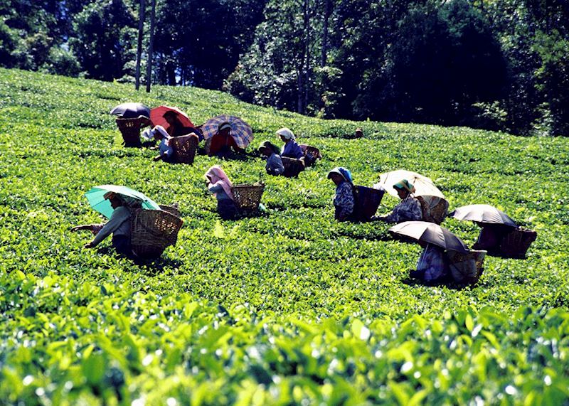 Tea Pickers