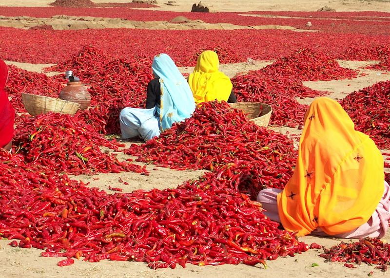 Red chilli peppers drying outside Jaipur, Rajasthan