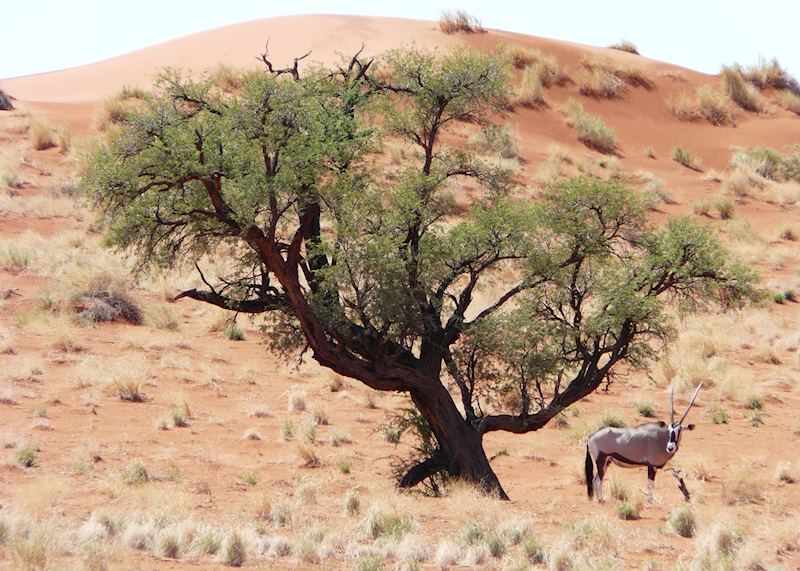 Oryx in the Wolwedans Reserve, Namibia